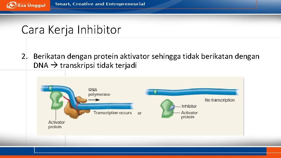 Cara Kerja Inhibitor 2. Berikatan dengan protein aktivator sehingga tidak berikatan dengan DNA transkripsi