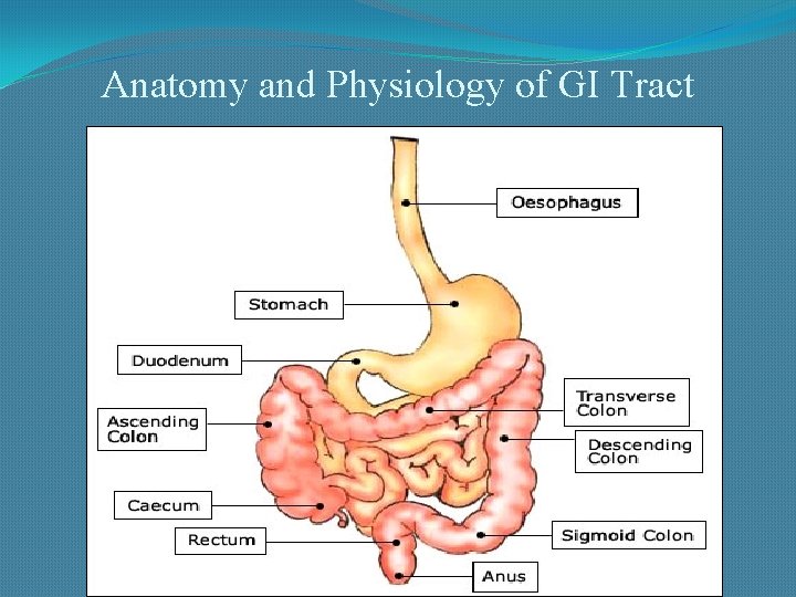 Anatomy and Physiology of GI Tract 