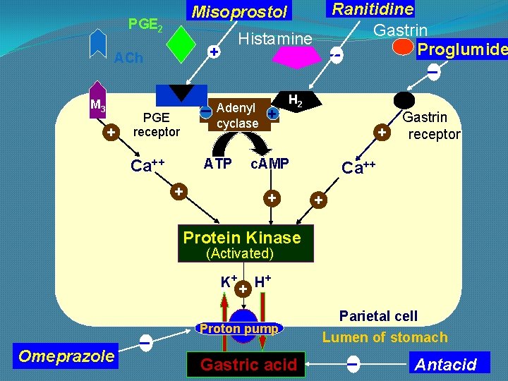 PGE 2 + Histamine + ACh M 3 Ranitidine Gastrin _ Proglumide _ Misoprostol