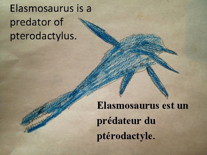 Elasmosaurus is a predator of pterodactylus. Elasmosaurus est un prédateur du ptérodactyle. 