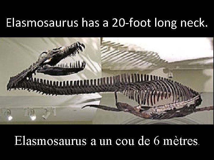 Elasmosaurus has a 20 -foot long neck. Elasmosaurus a un cou de 6 mètres.