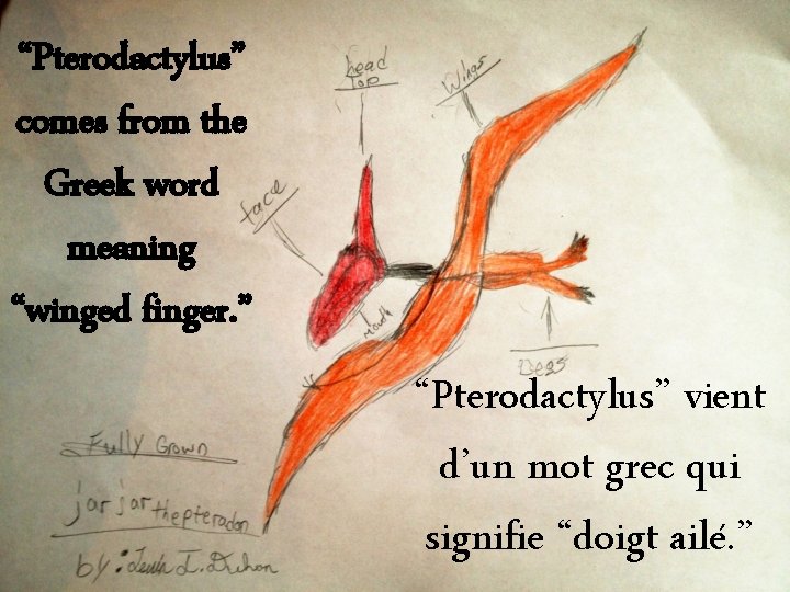 “Pterodactylus” comes from the Greek word meaning “winged finger. ” “Pterodactylus” vient d’un mot