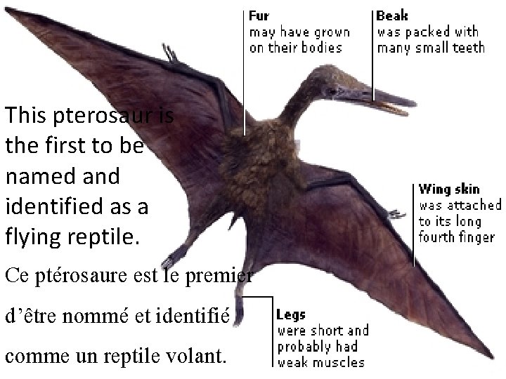 This pterosaur is the first to be named and identified as a flying reptile.
