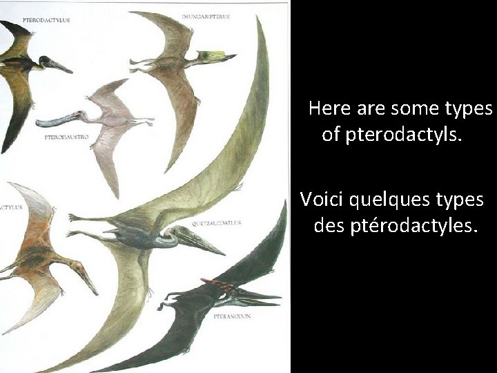 Here are some types of pterodactyls. Voici quelques types des ptérodactyles. 