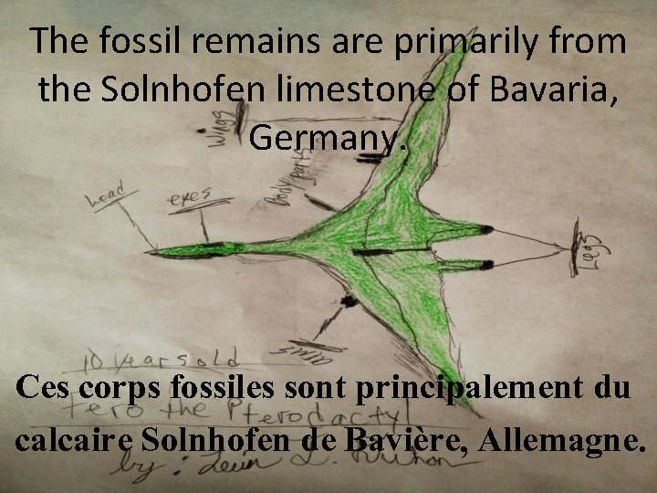 The fossil remains are primarily from the Solnhofen limestone of Bavaria, Germany. Ces corps