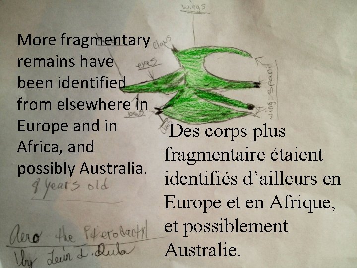 More fragmentary remains have been identified from elsewhere in Europe and in Des corps
