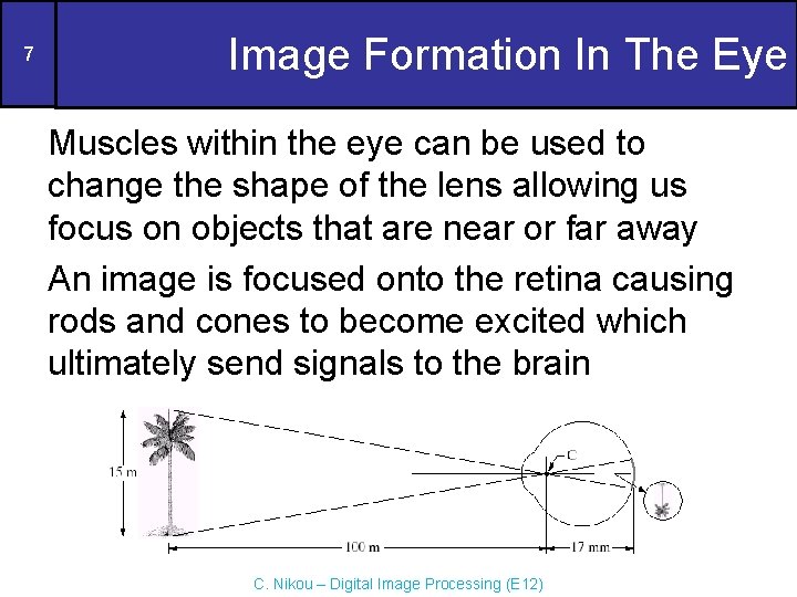 7 Image Formation In The Eye Muscles within the eye can be used to