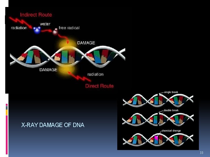 X-RAY DAMAGE OF DNA 33 