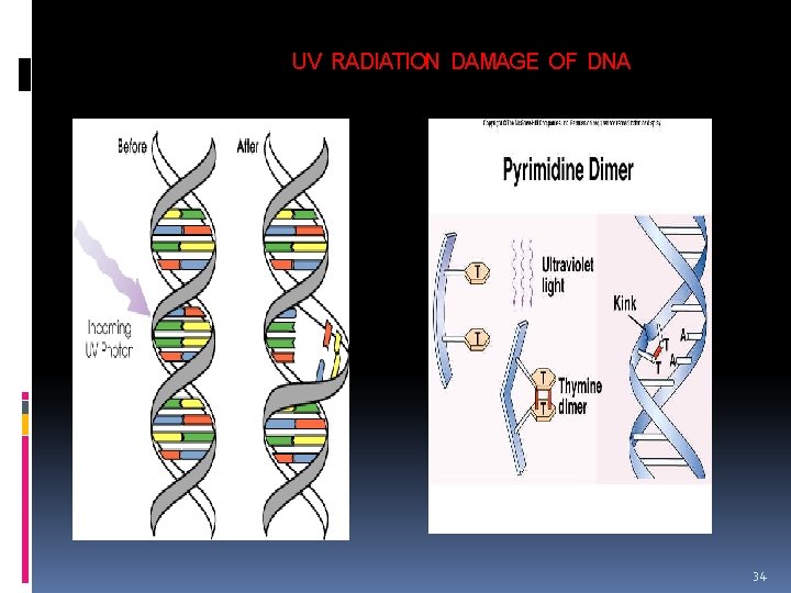 UV RADIATION DAMAGE OF DNA 34 