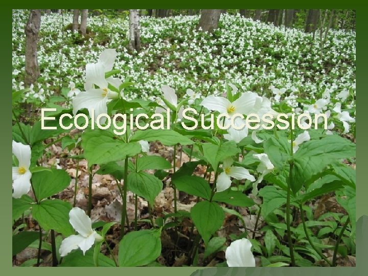 Ecological Succession 