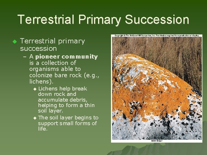 Terrestrial Primary Succession u Terrestrial primary succession – A pioneer community is a collection