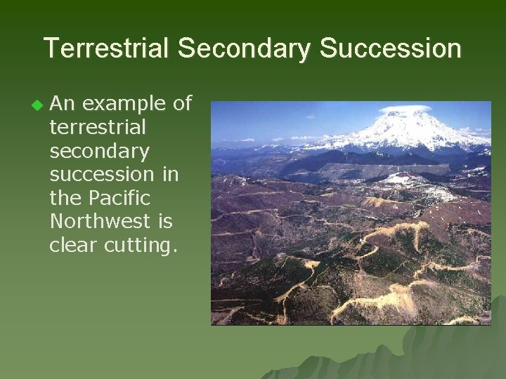 Terrestrial Secondary Succession u An example of terrestrial secondary succession in the Pacific Northwest