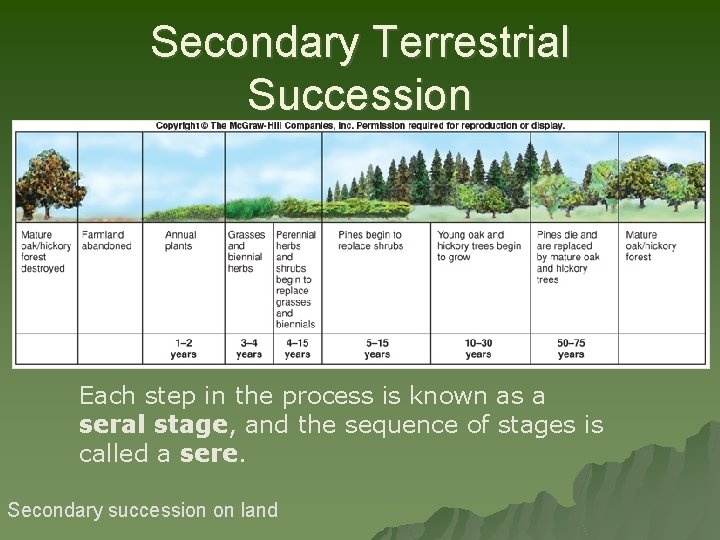 Secondary Terrestrial Succession Each step in the process is known as a seral stage,