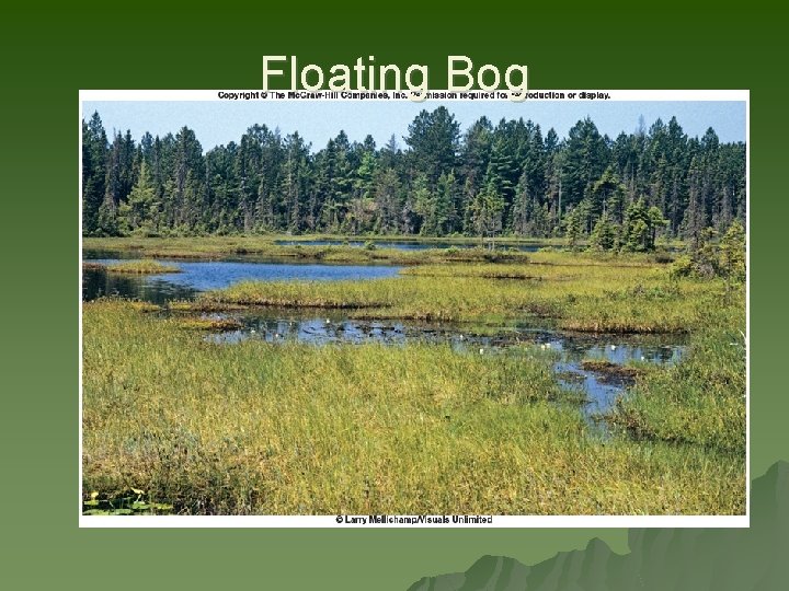 Floating Bog 