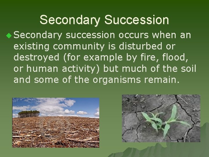 Secondary Succession u Secondary succession occurs when an existing community is disturbed or destroyed