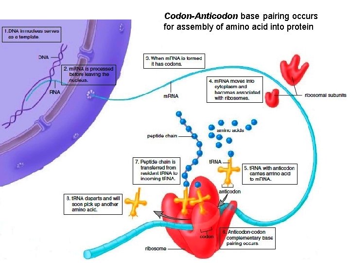 Proteins One of the most Versatile Organic Molecules