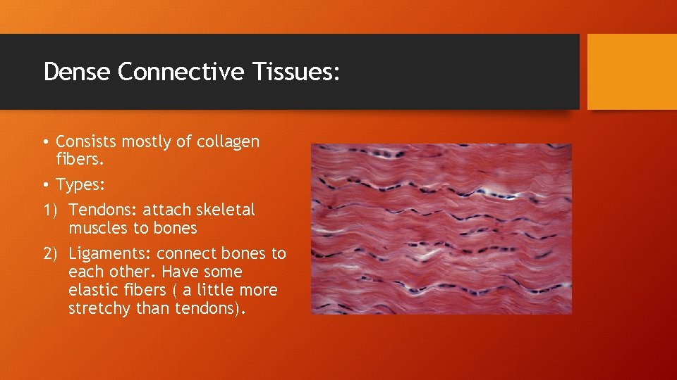 Dense Connective Tissues: • Consists mostly of collagen fibers. • Types: 1) Tendons: attach