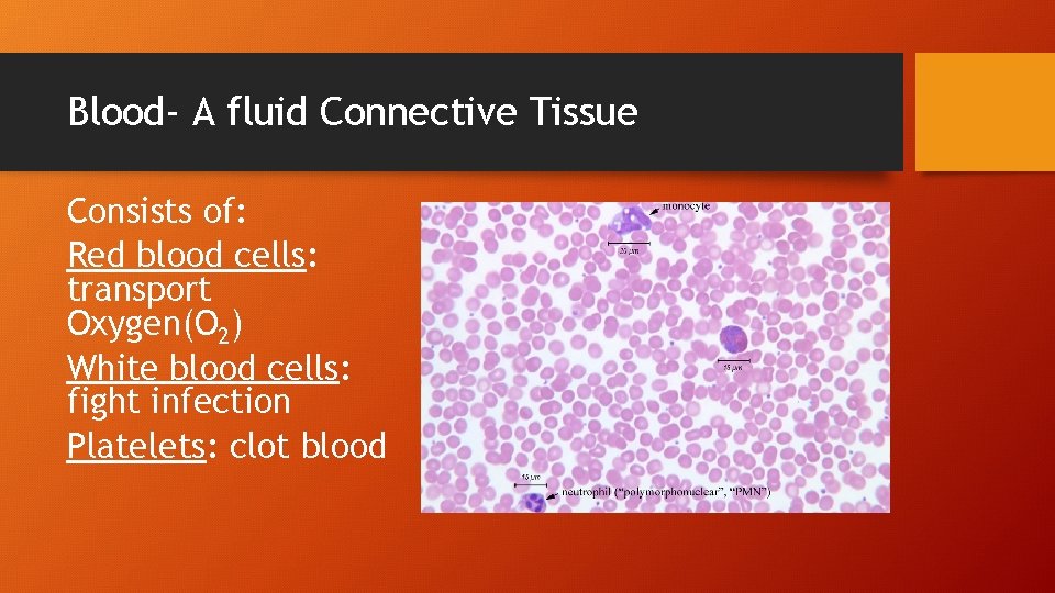 Blood- A fluid Connective Tissue Consists of: Red blood cells: transport Oxygen(O 2) White