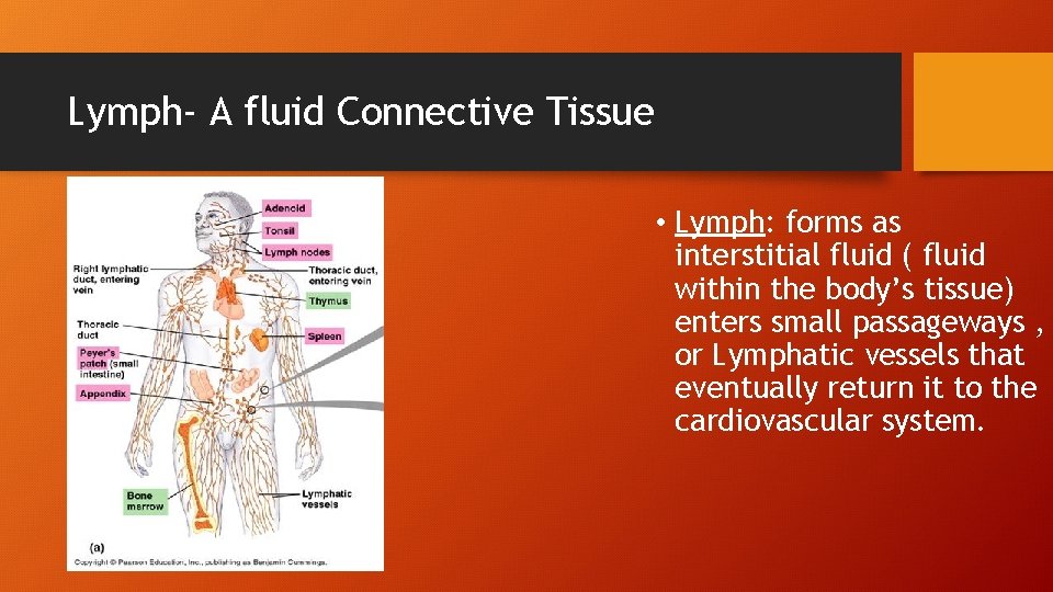 Lymph- A fluid Connective Tissue • Lymph: forms as interstitial fluid ( fluid within