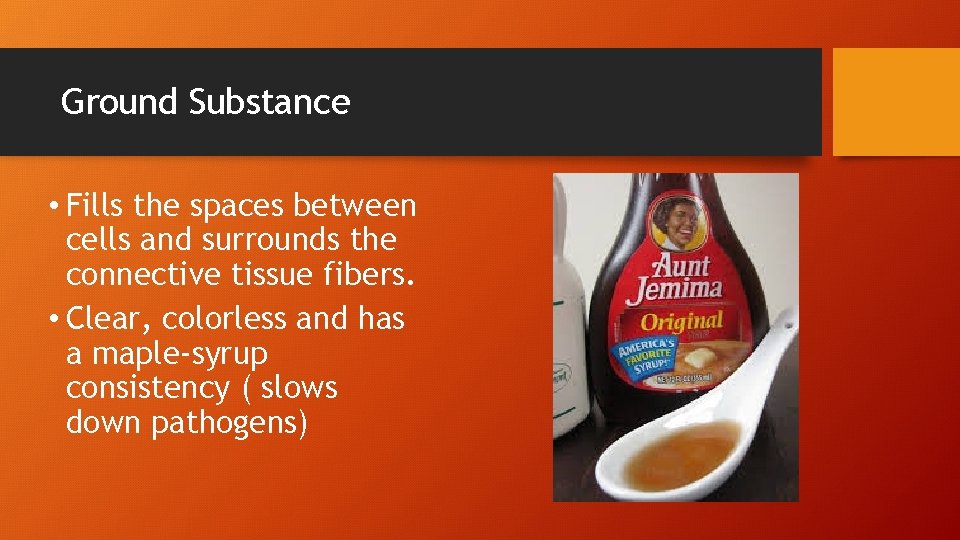 Ground Substance • Fills the spaces between cells and surrounds the connective tissue fibers.