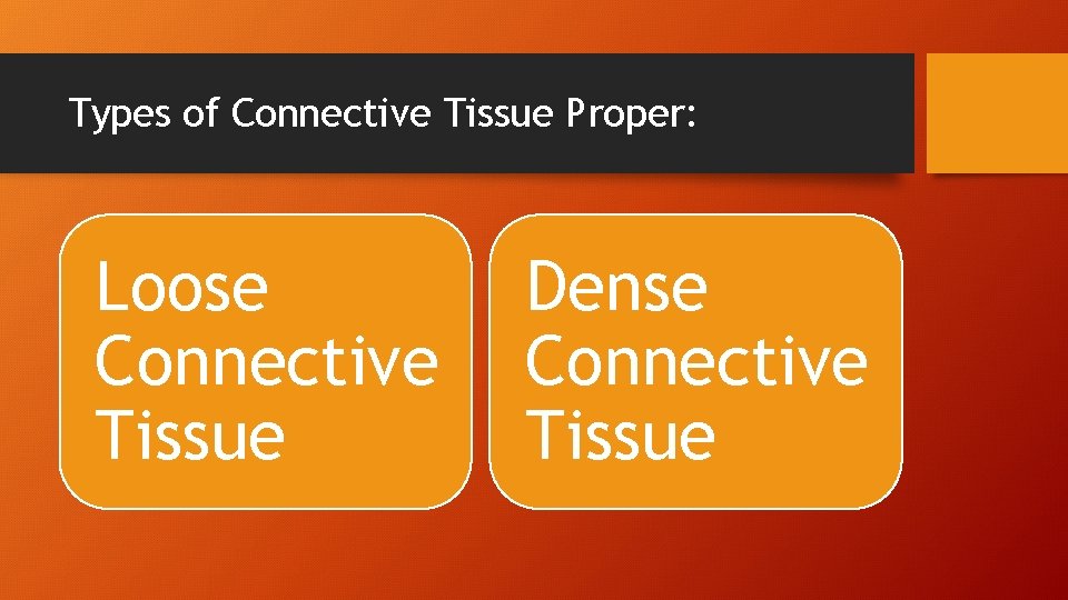 Types of Connective Tissue Proper: Loose Connective Tissue Dense Connective Tissue 
