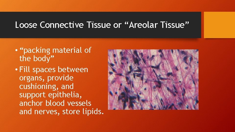 Loose Connective Tissue or “Areolar Tissue” • “packing material of the body” • Fill