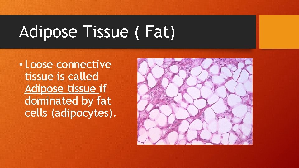 Adipose Tissue ( Fat) • Loose connective tissue is called Adipose tissue if dominated