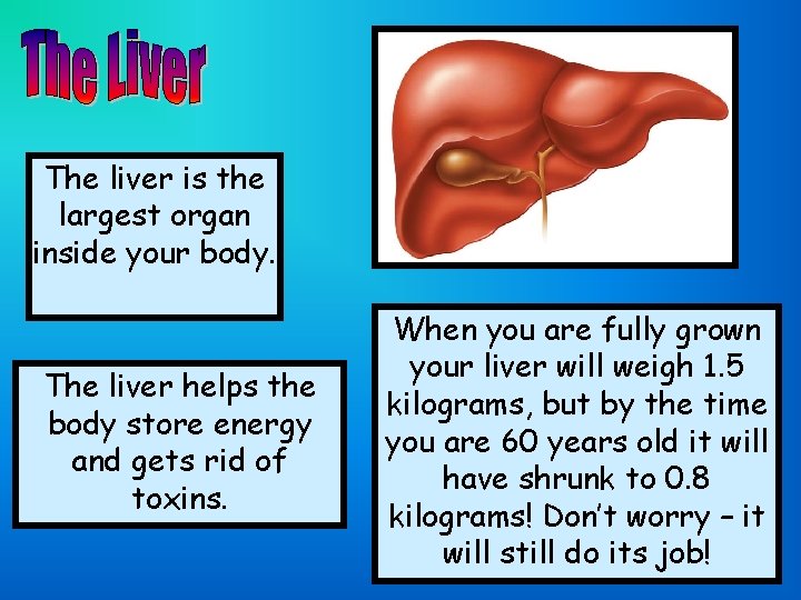 The liver is the largest organ inside your body. The liver helps the body