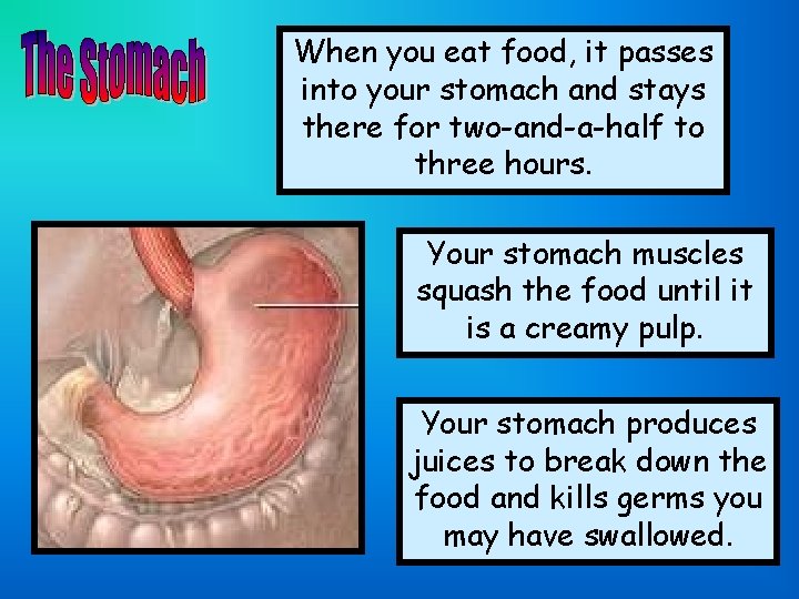 When you eat food, it passes into your stomach and stays there for two-and-a-half