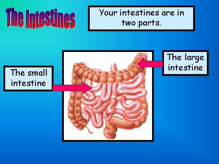 Your intestines are in two parts. The small intestine The large intestine 