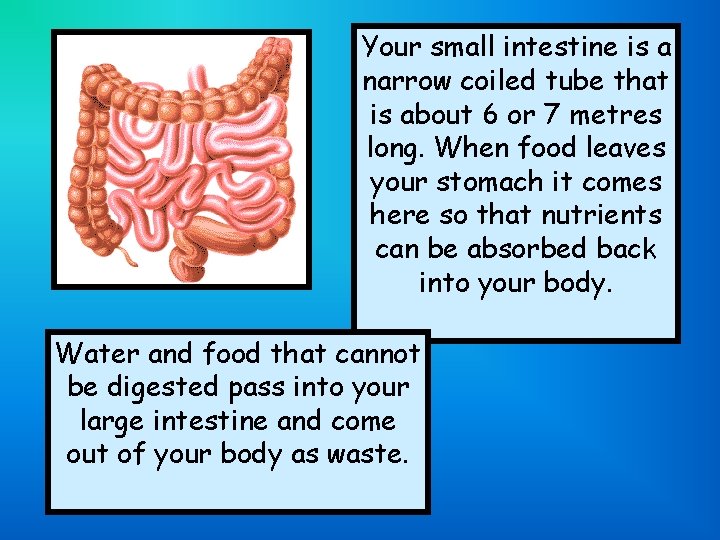 Your small intestine is a narrow coiled tube that is about 6 or 7