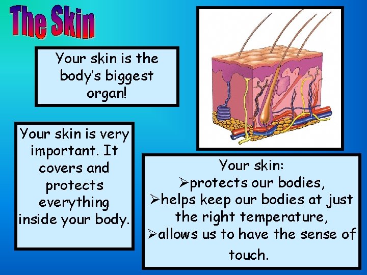 Your skin is the body’s biggest organ! Your skin is very important. It covers