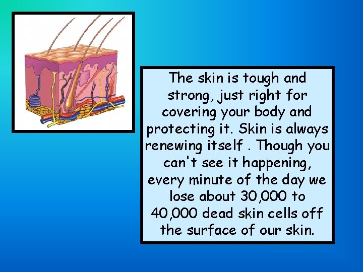 The skin is tough and strong, just right for covering your body and protecting