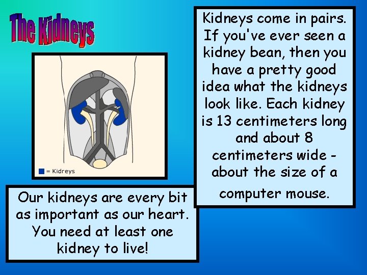 Kidneys come in pairs. If you've ever seen a kidney bean, then you have