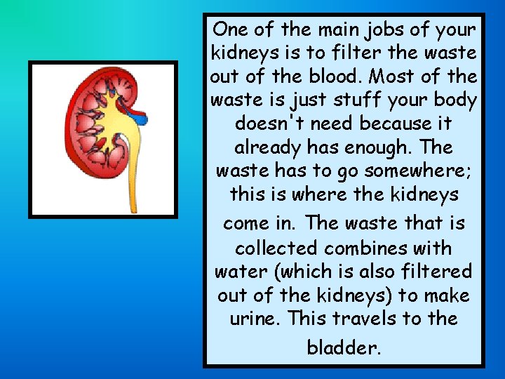One of the main jobs of your kidneys is to filter the waste out