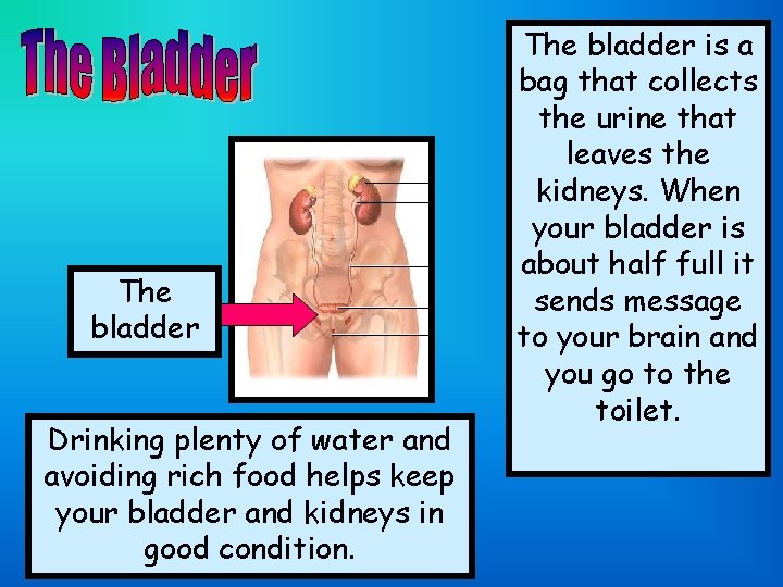 The bladder Drinking plenty of water and avoiding rich food helps keep your bladder