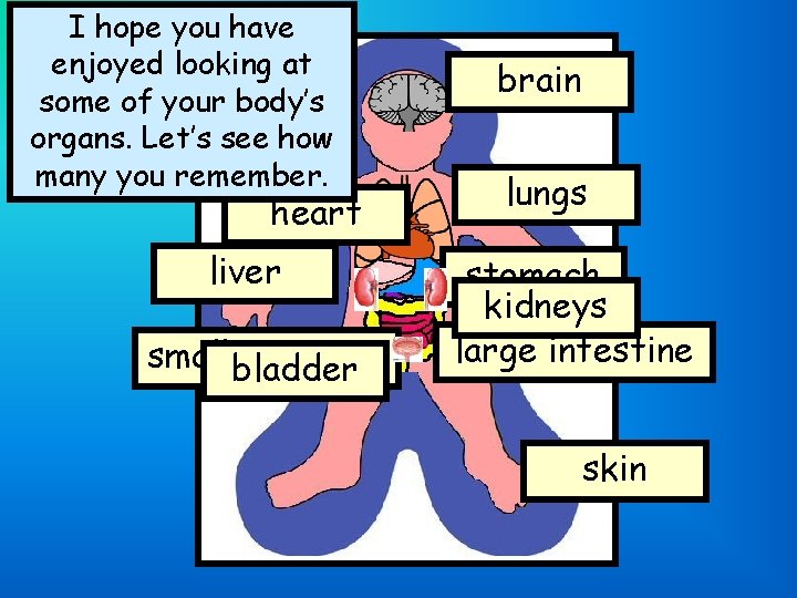 I hope you have enjoyed looking at some of your body’s organs. Let’s see