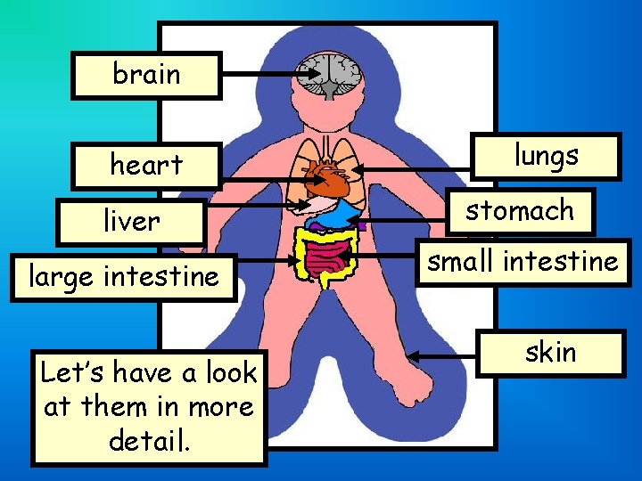 brain heart liver large intestine Let’s have a look at them in more detail.