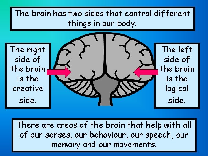 The brain has two sides that control different things in our body. The right