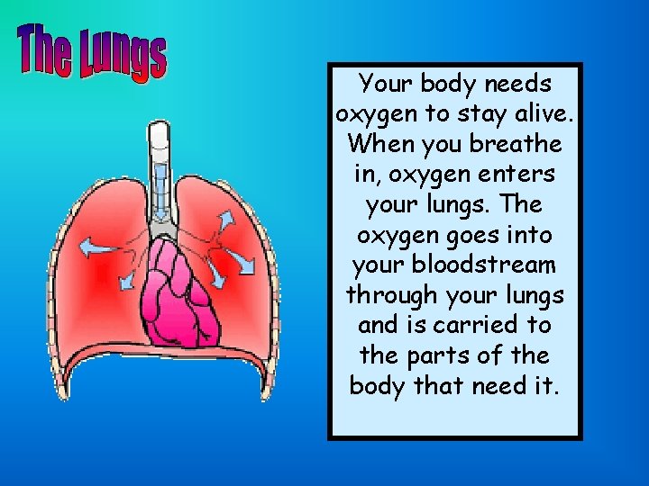Your body needs oxygen to stay alive. When you breathe in, oxygen enters your