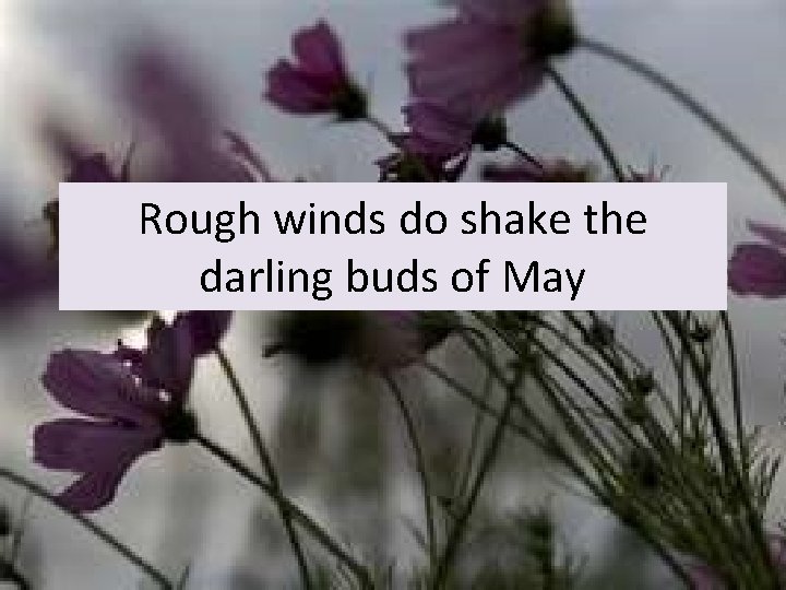 Rough winds do shake the darling buds of May 