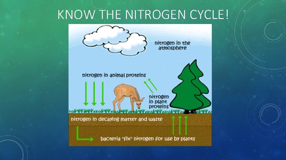 KNOW THE NITROGEN CYCLE! 
