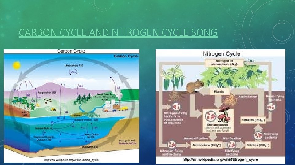 CARBON CYCLE AND NITROGEN CYCLE SONG 