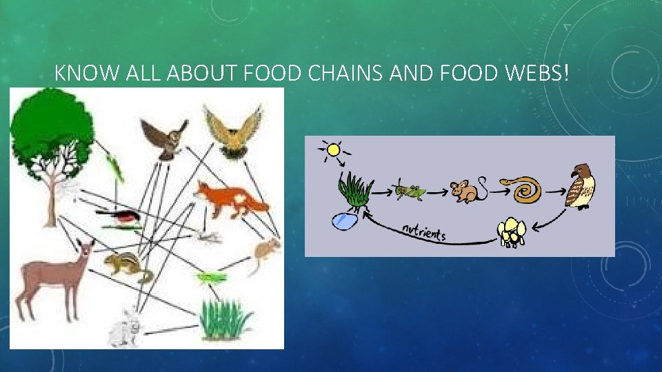 KNOW ALL ABOUT FOOD CHAINS AND FOOD WEBS! 