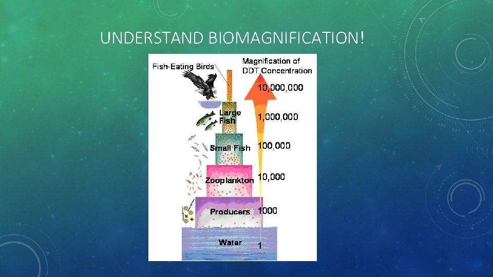 UNDERSTAND BIOMAGNIFICATION! 