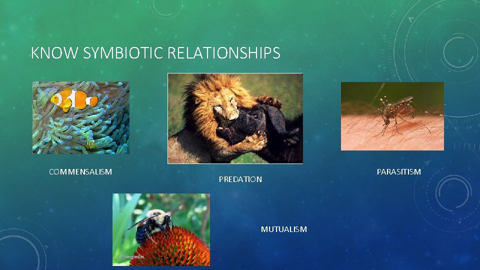 KNOW SYMBIOTIC RELATIONSHIPS COMMENSALISM PREDATION MUTUALISM PARASITISM 