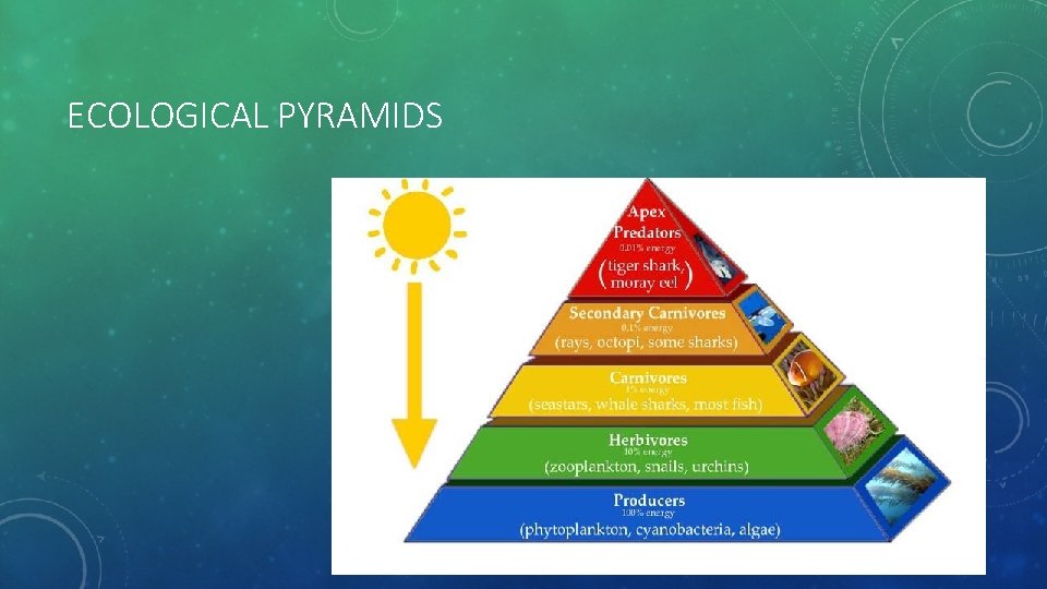 ECOLOGICAL PYRAMIDS 