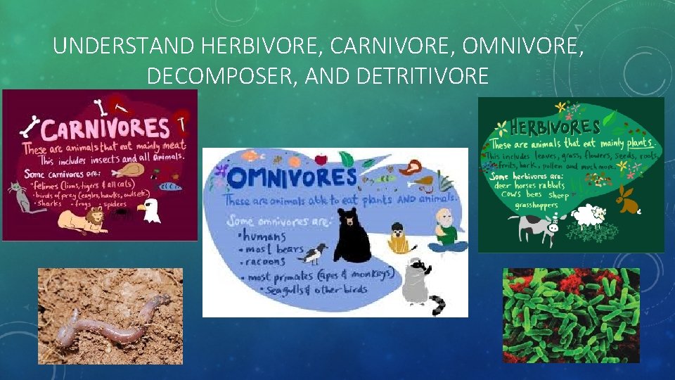 UNDERSTAND HERBIVORE, CARNIVORE, OMNIVORE, DECOMPOSER, AND DETRITIVORE 