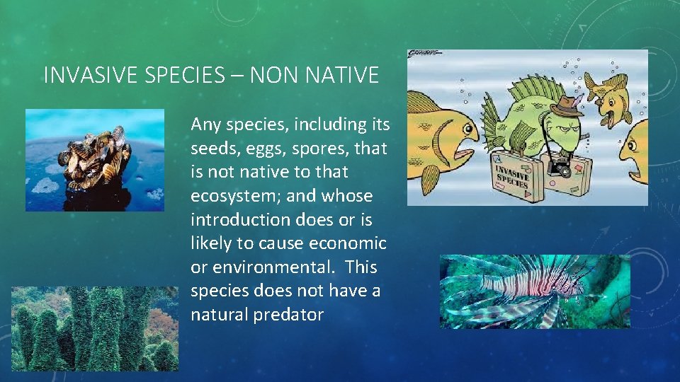 INVASIVE SPECIES – NON NATIVE Any species, including its seeds, eggs, spores, that is