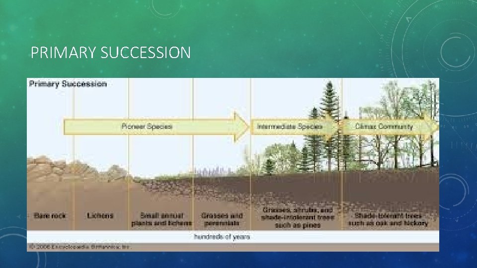 PRIMARY SUCCESSION 